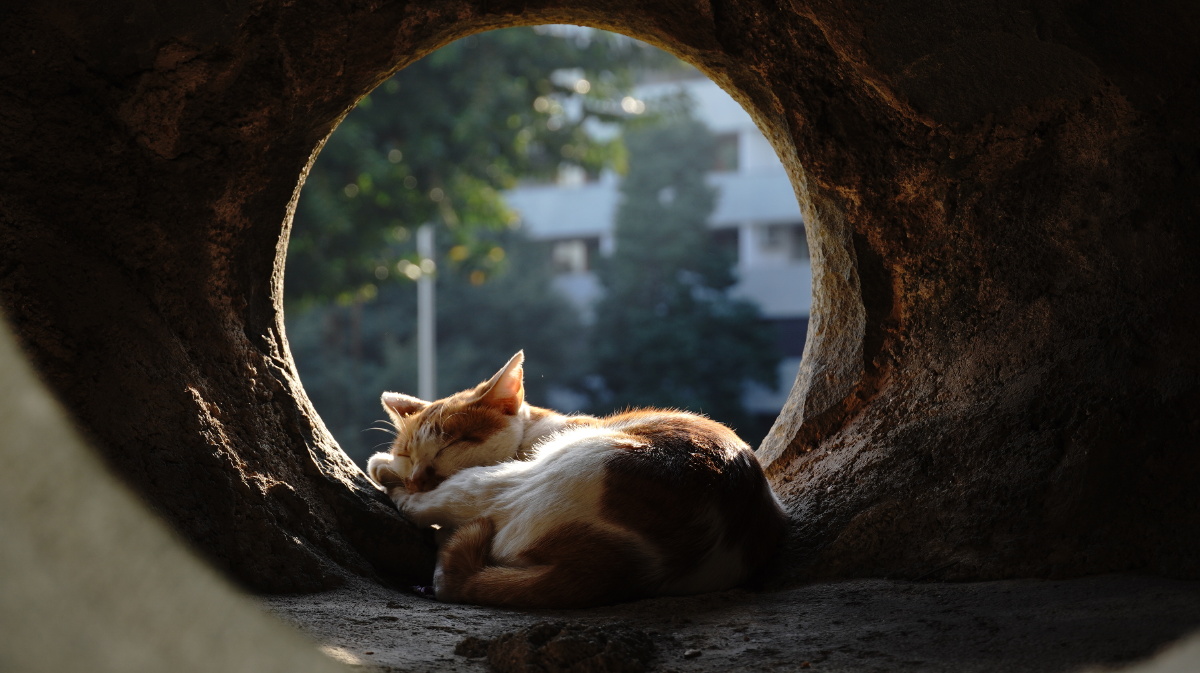 深圳大学北图书馆前的一个角落里,猫咪慵懒地晒着太阳 - 攸岚 - 图虫