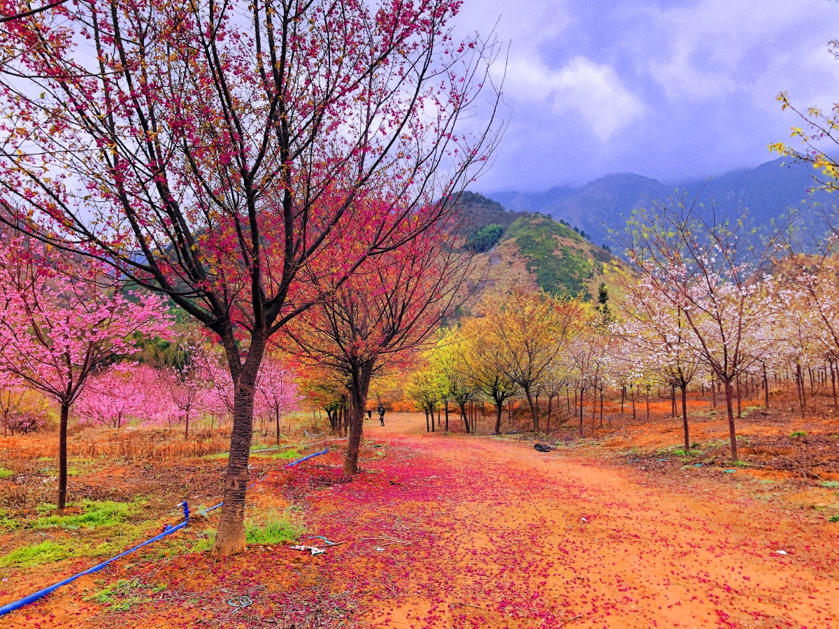 樱花林故乡的樱花94开了,你不回来看看嘛? 巢许有真意,无责自身轻.