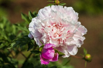 一朵粉色的芍药花