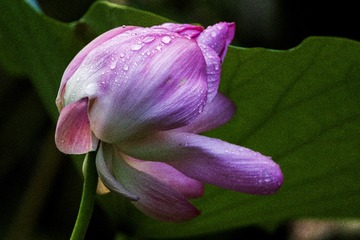 雨荷003