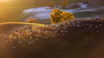 草原牧羊图