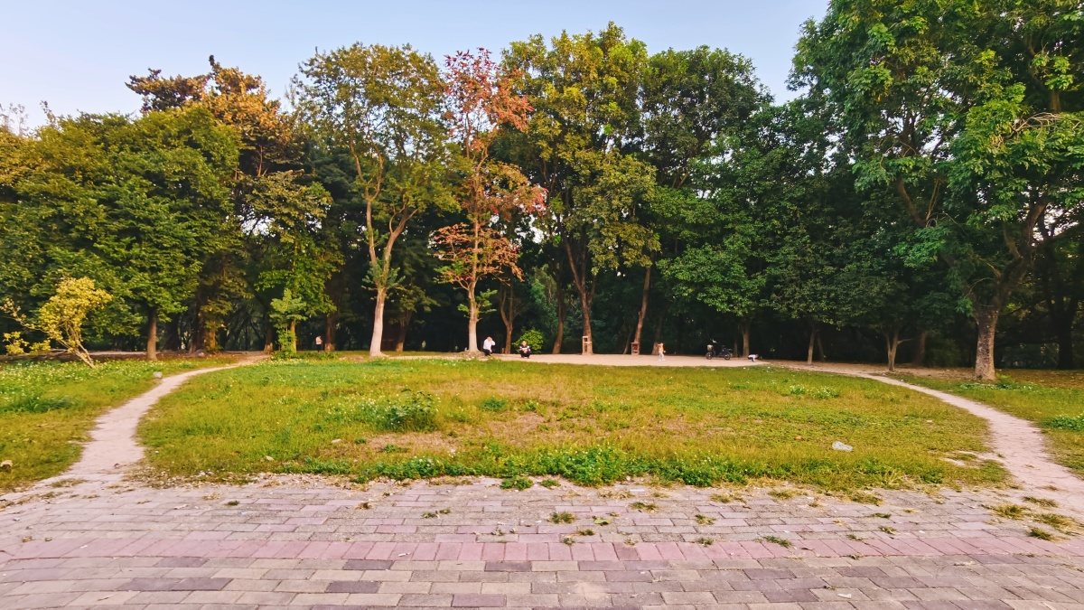 小区附近公园里的一片树林五颜六色煞是好看