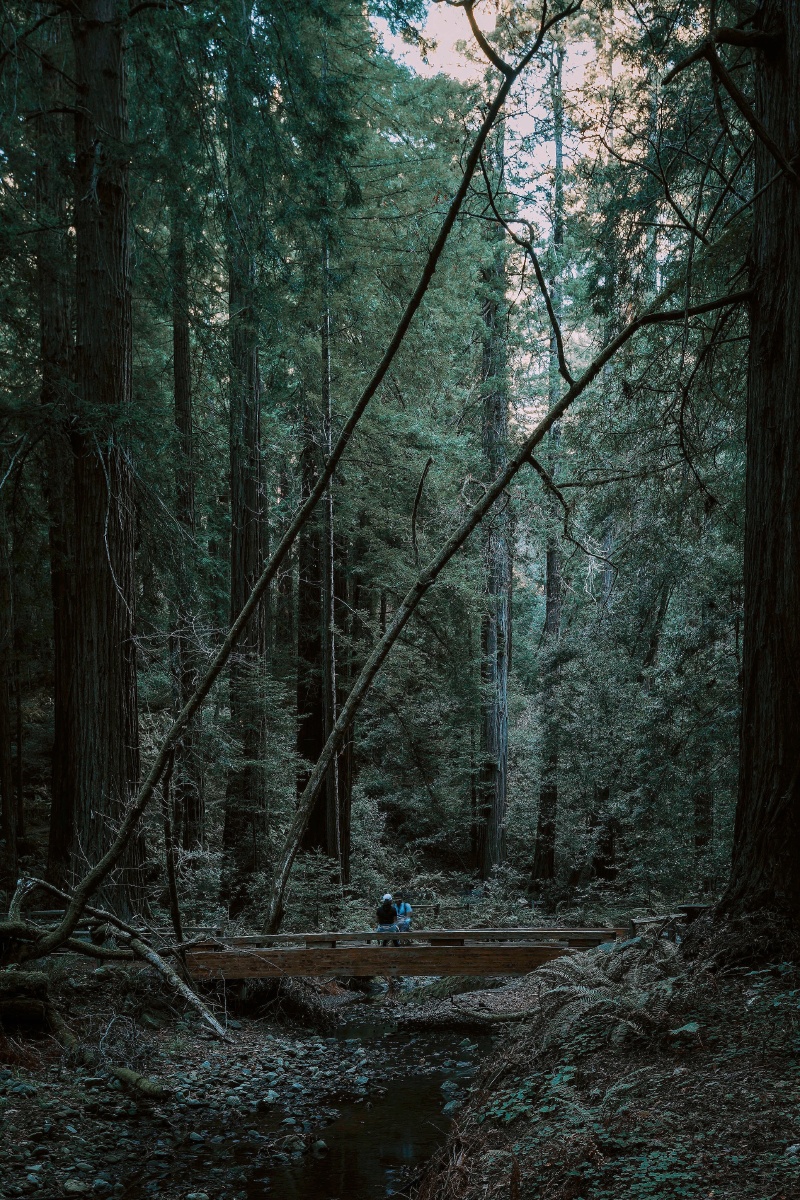 muirwoods海岸红杉温带雨林