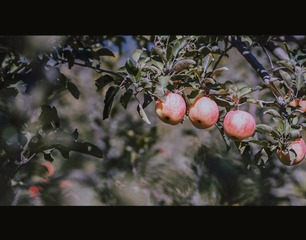 24A74ED5-B21F-4229-9F11-7EE36A5532F3/L0/001