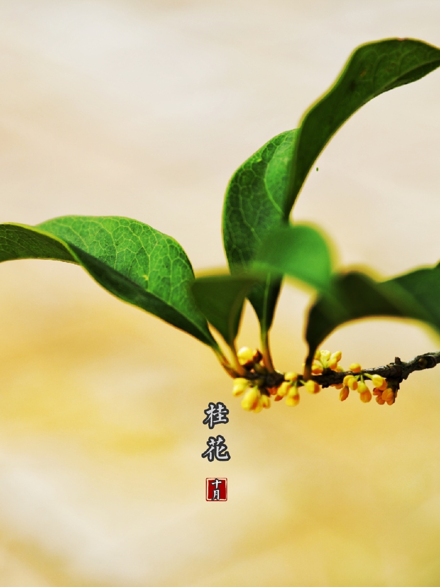 桂花飘香 - 影约可见 - 图虫