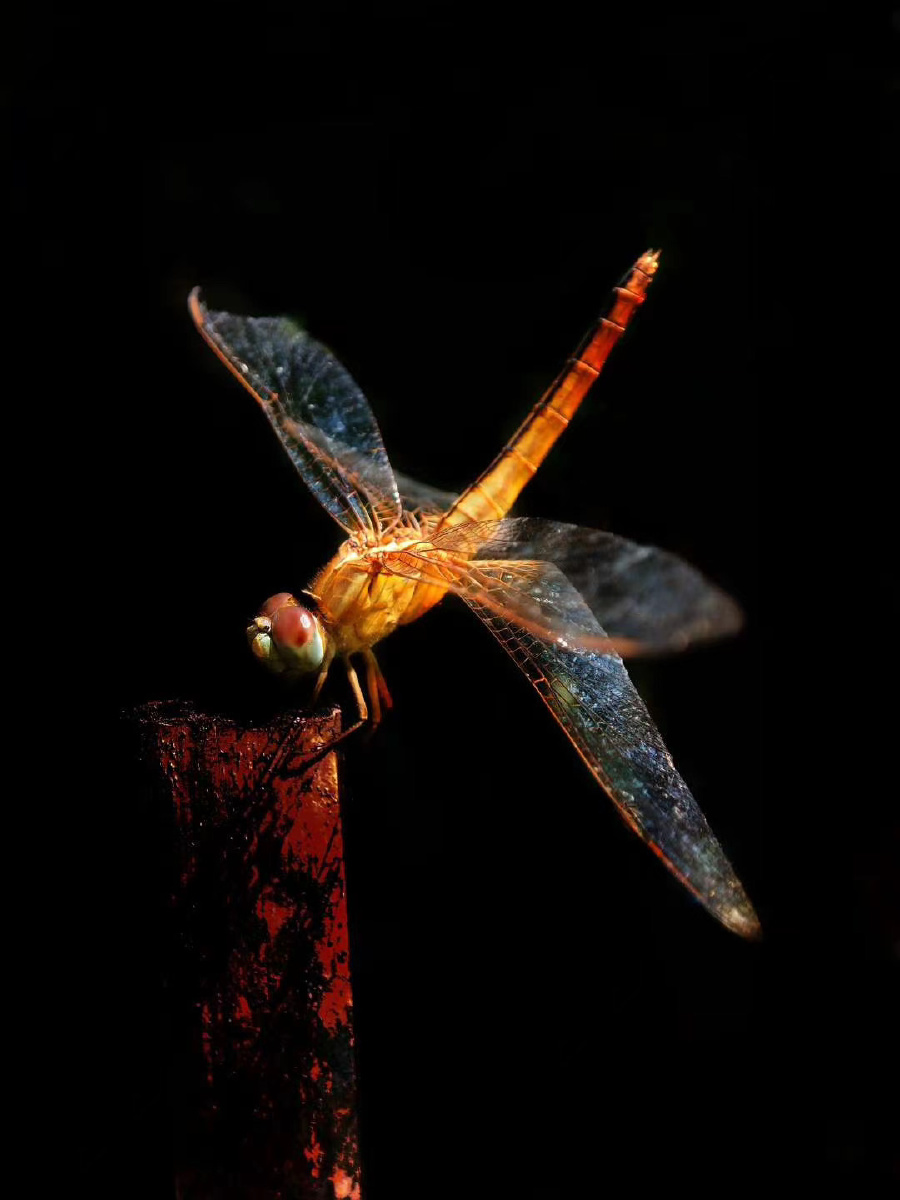 天丽签约摄影师手机摄影下的微距作品:天丽变焦镜头可圈