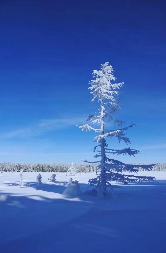 长白山老里克湖高山雪松