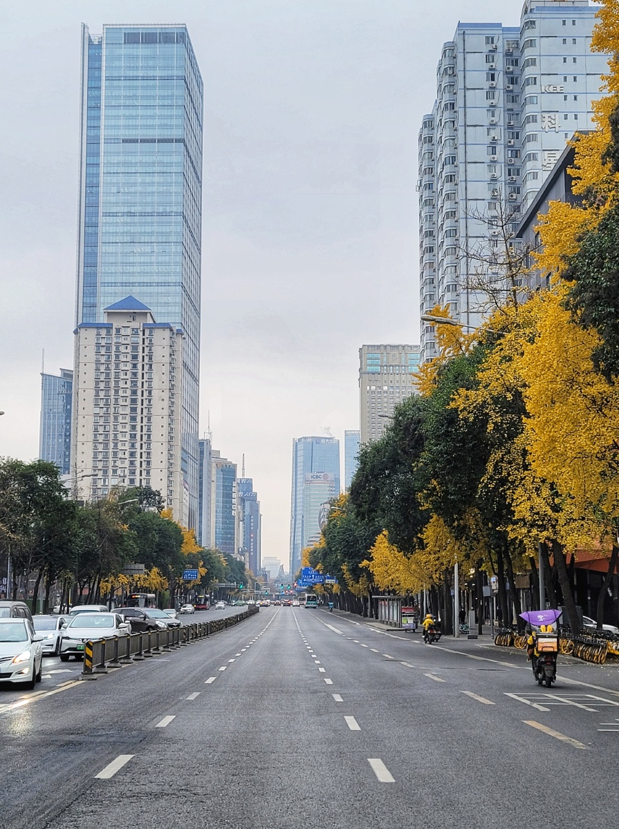 成都冬日里一抹孤寂的灿烂