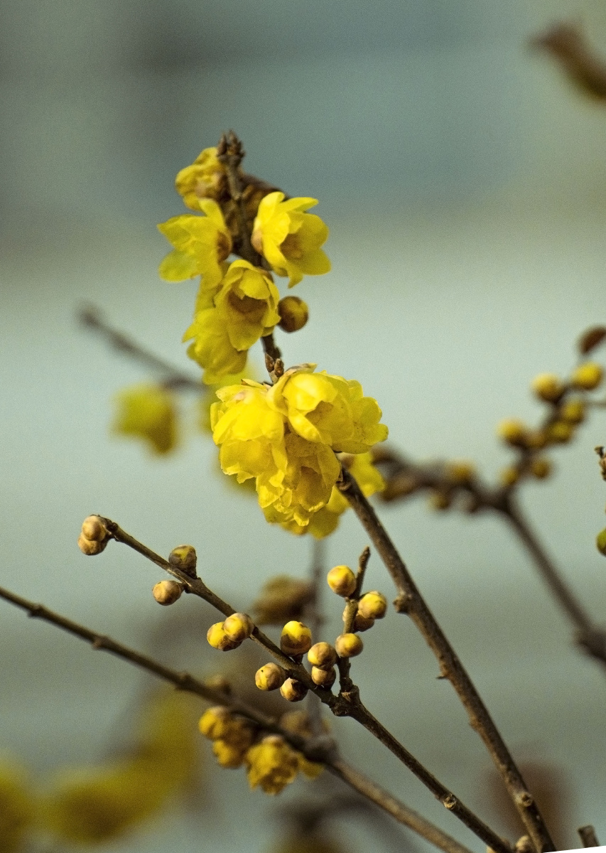 腊月季节的香花