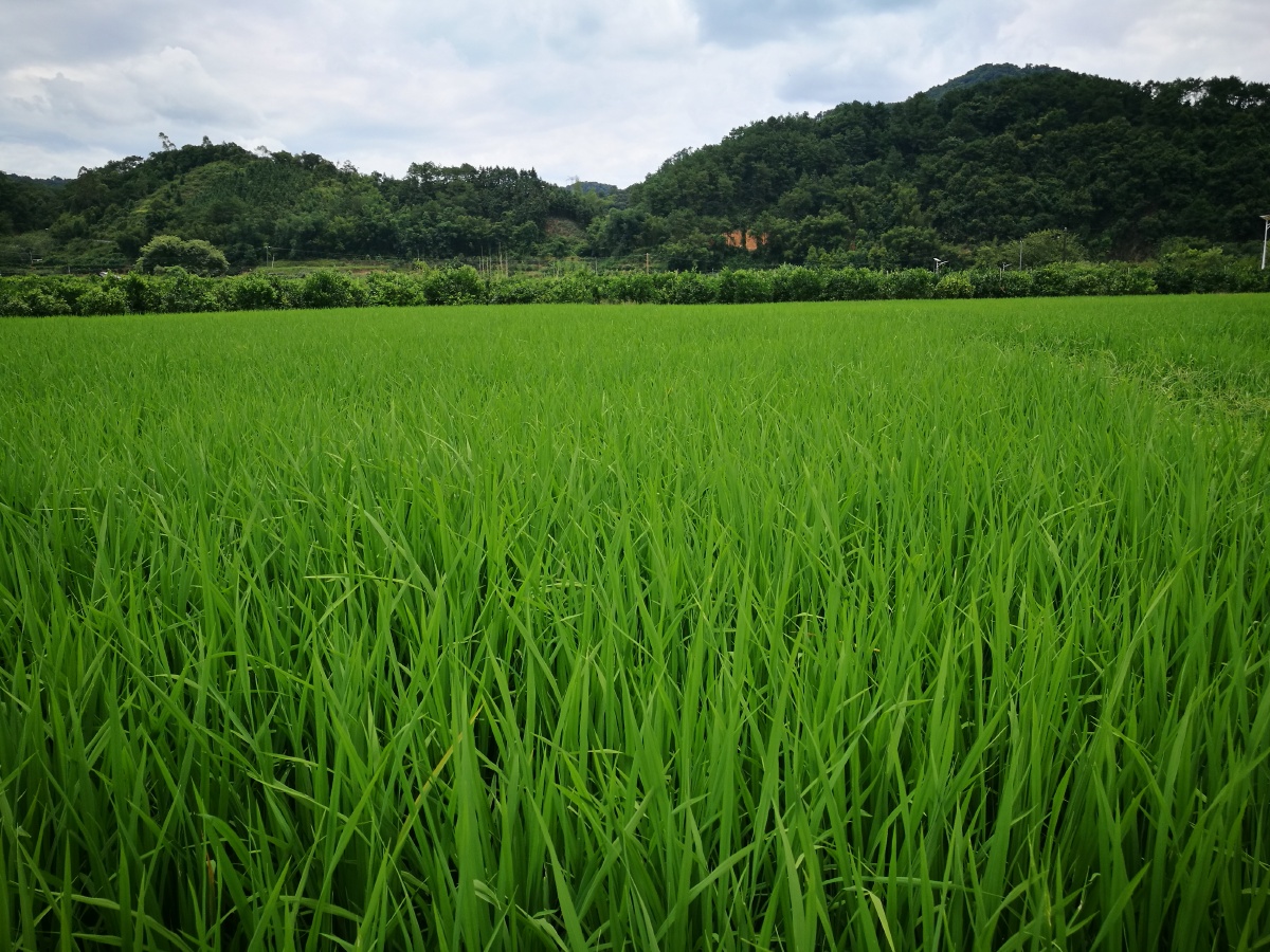 家乡的稻田绿油油的抽穗丰收在望