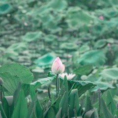 8A2D4509-A576-40FF-B0F8-D7E99E15D518/L0/001