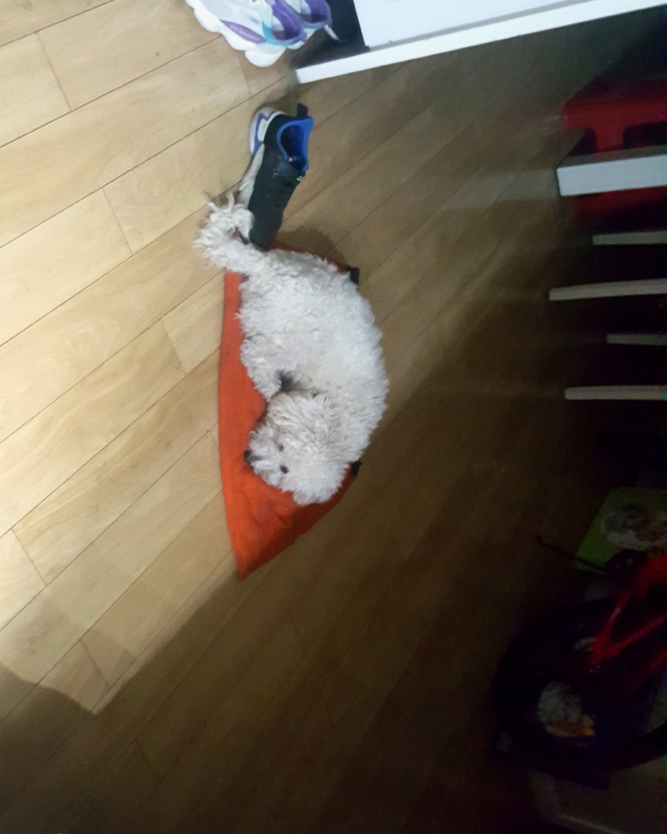 至尊等离子可爱滑稽体关注