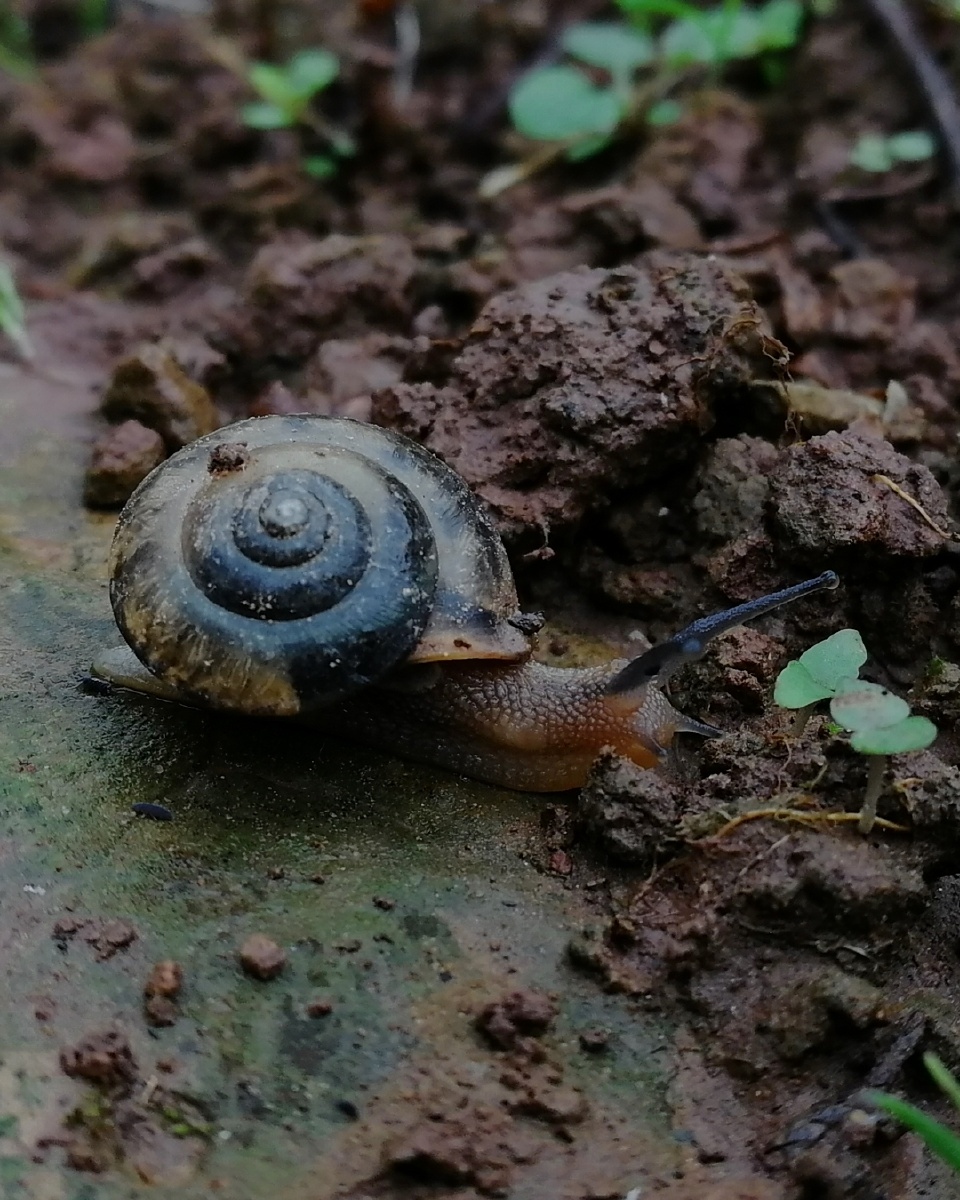 秋风细雨蜗牛漫步