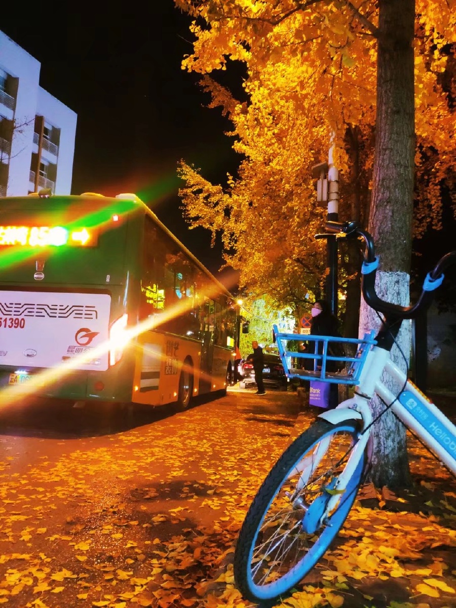 夜晚的灯光文林街的银杏叶充满秋意的画面