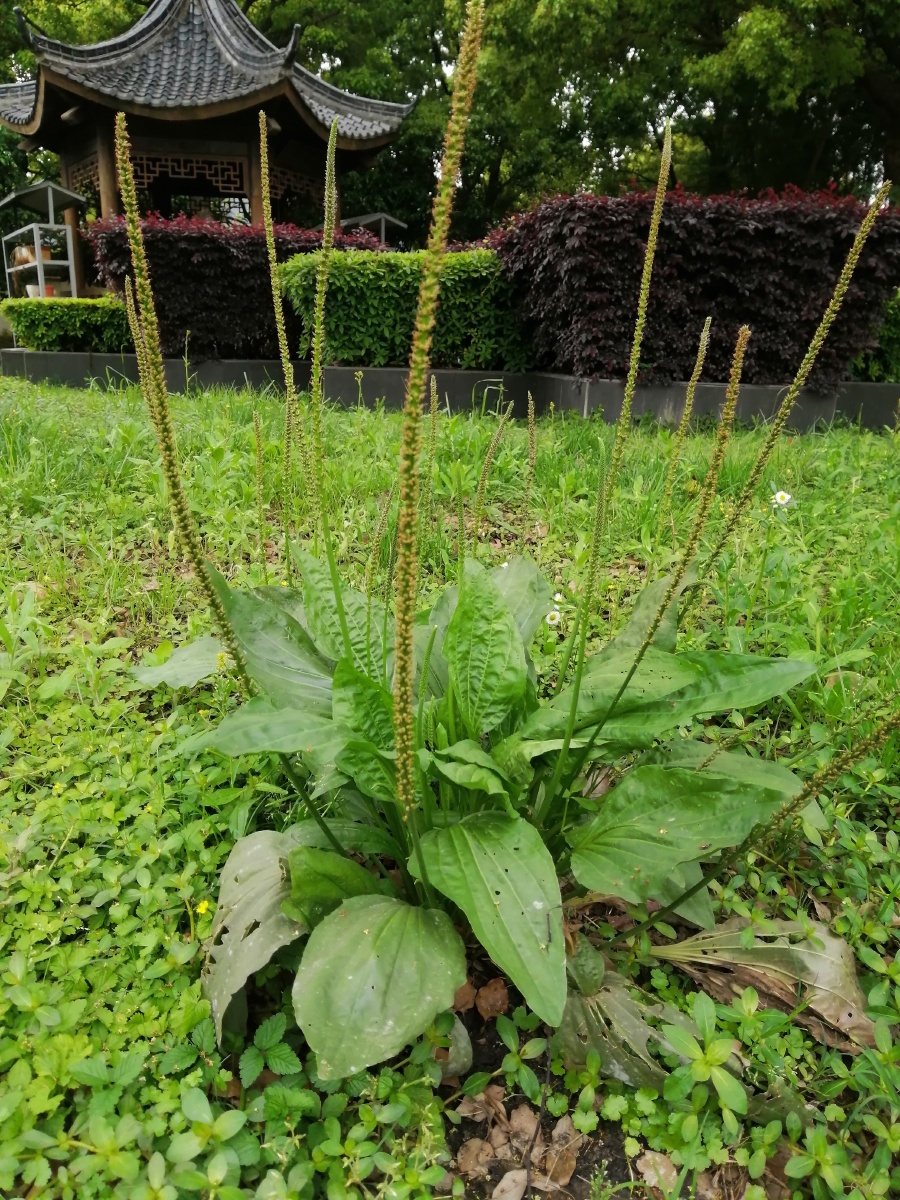 车前草 - 摄影师爱自己 - 图虫