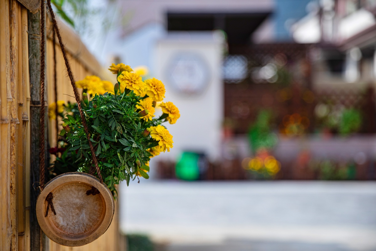 竹篱笆上的鲜花