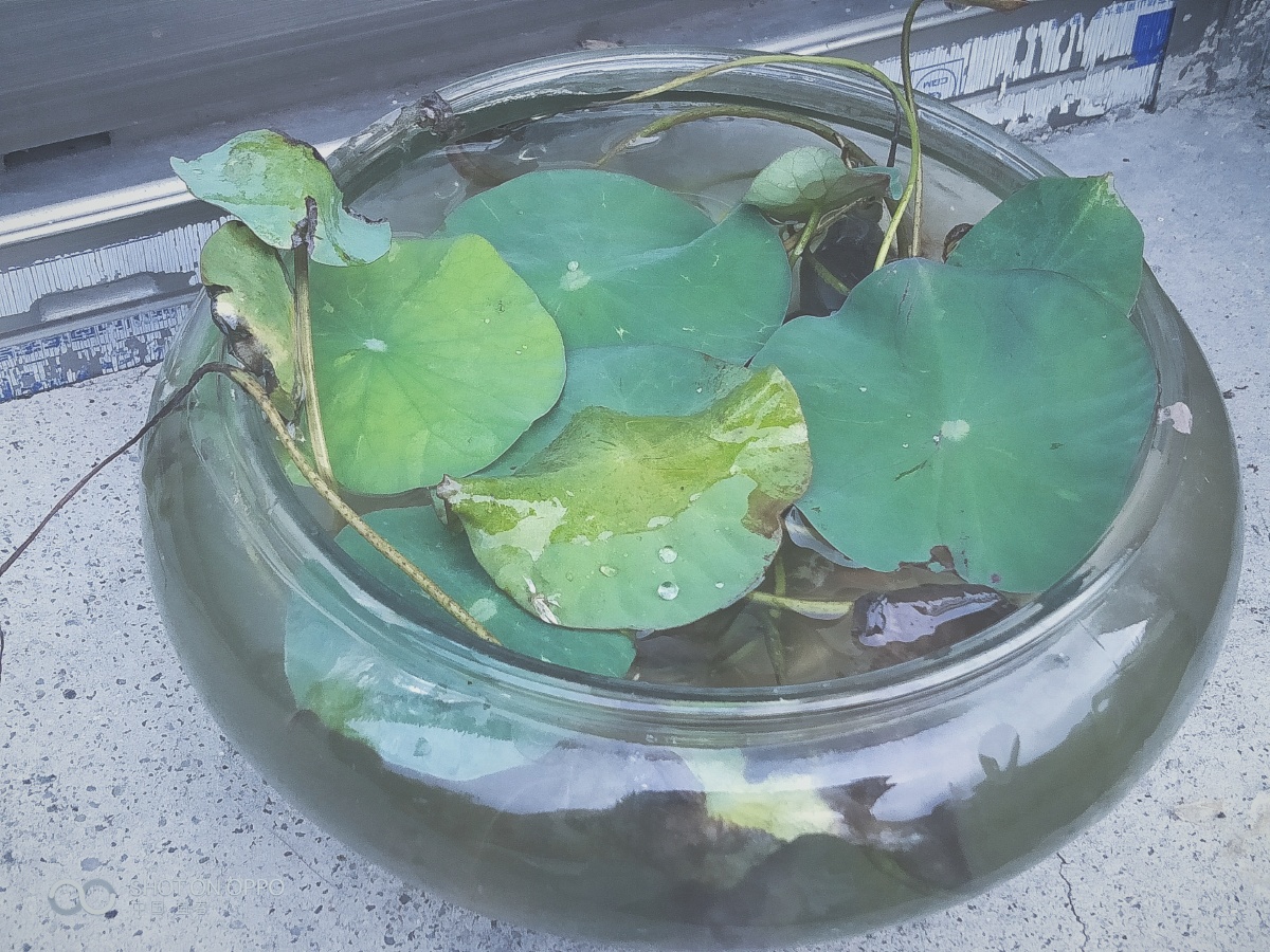 碗莲花 - 苏星野 - 图虫