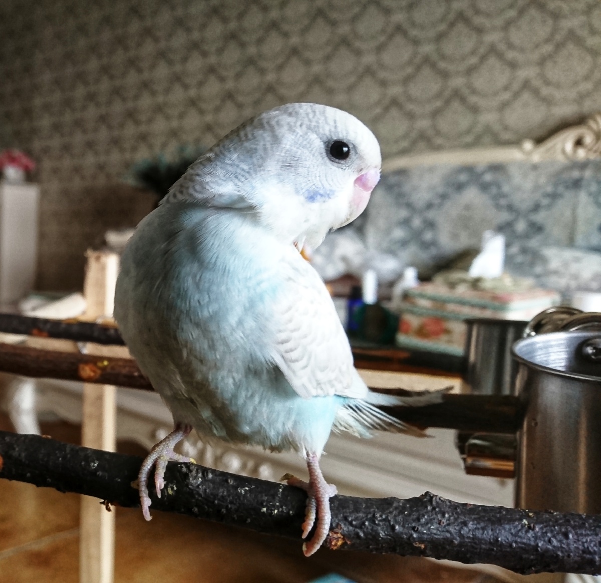 九月开始养的白虎皮鹦鹉幼鸟 手机随便拍的