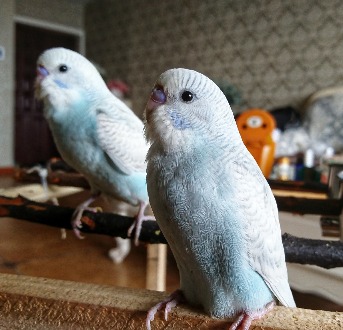 九月开始养的白虎皮鹦鹉幼鸟 手机随便拍的