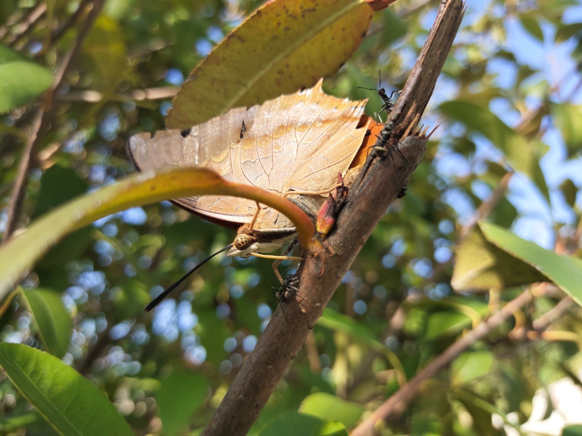 美丽的白带螯蛱蝶