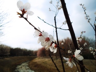 一剪樱