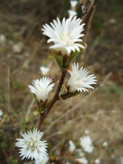路边的野花