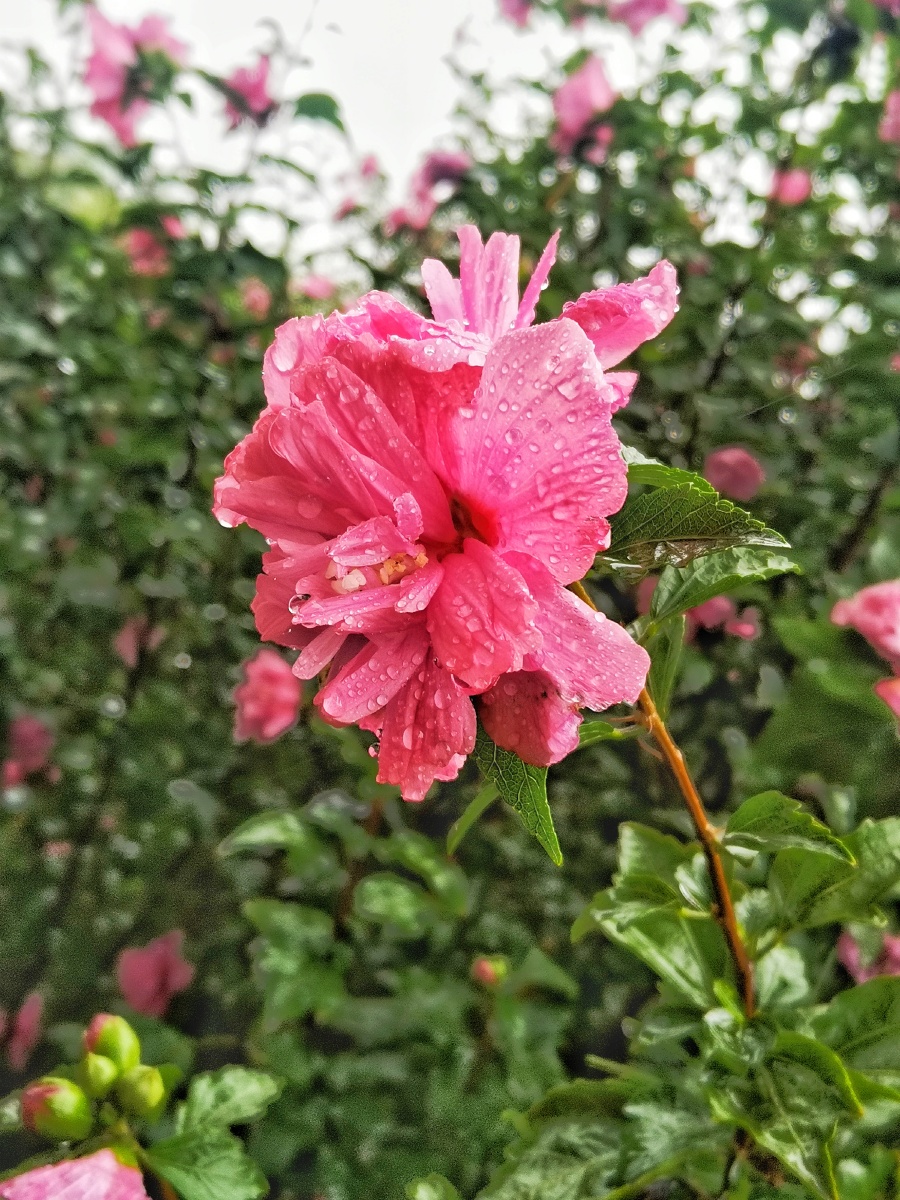 夏天的雨中景色