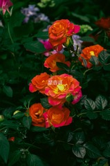 B9333085-7B3B-4B71-B0EE-20EDDDCE41E8/L0/001