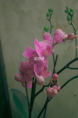 946C393D-B96E-413A-A748-CC16C3094AFB/L0/001
