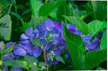 3AE9981A-D26B-45E9-AAF0-3EF788E96D80/L0/001