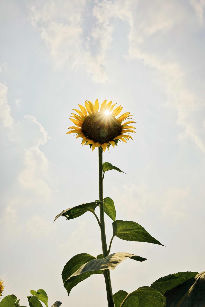 阳光下的向日葵 - arronnick - 图虫