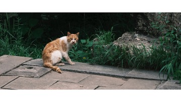 79BB7FD2-B232-4355-A4CF-7E76DBD1CDBA/L0/001
