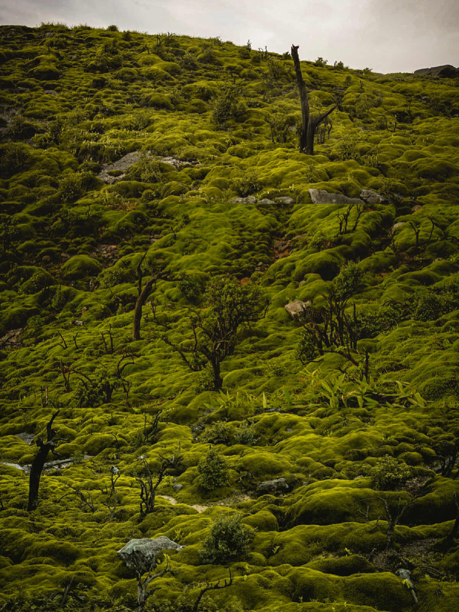 绿野仙踪 - 水卫一号 - 图虫