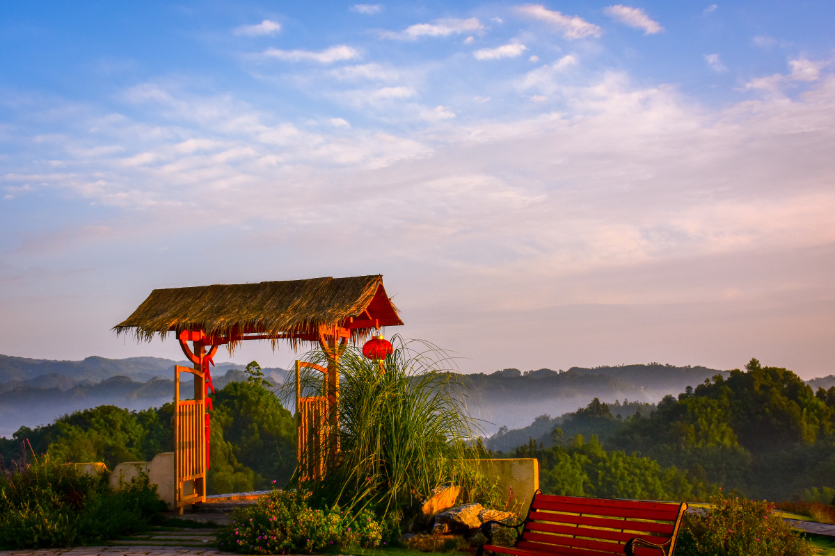 牛郎坪的晨发如雪茶如金乐山沐川