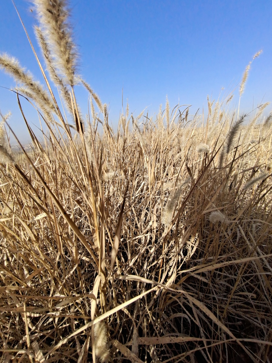 离离原上草一岁一枯荣