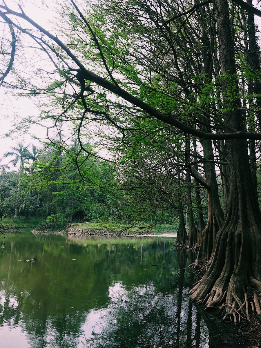 华南植物园广东广州