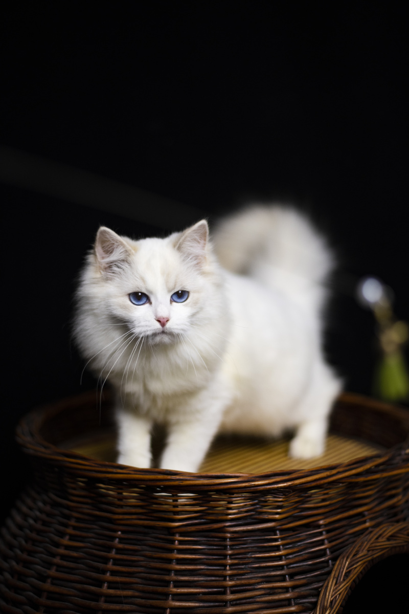 布偶猫海双蓝双火焰玳瑁色