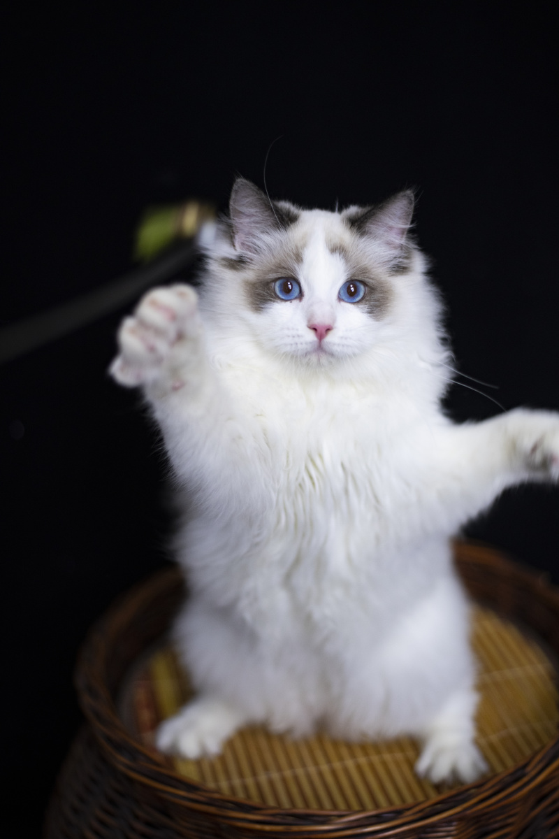 布偶猫海双蓝双火焰玳瑁色