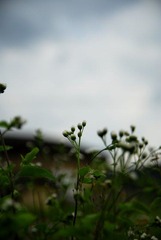 _NIB6261