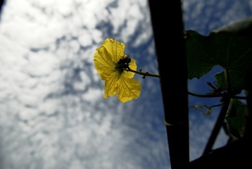 南瓜花