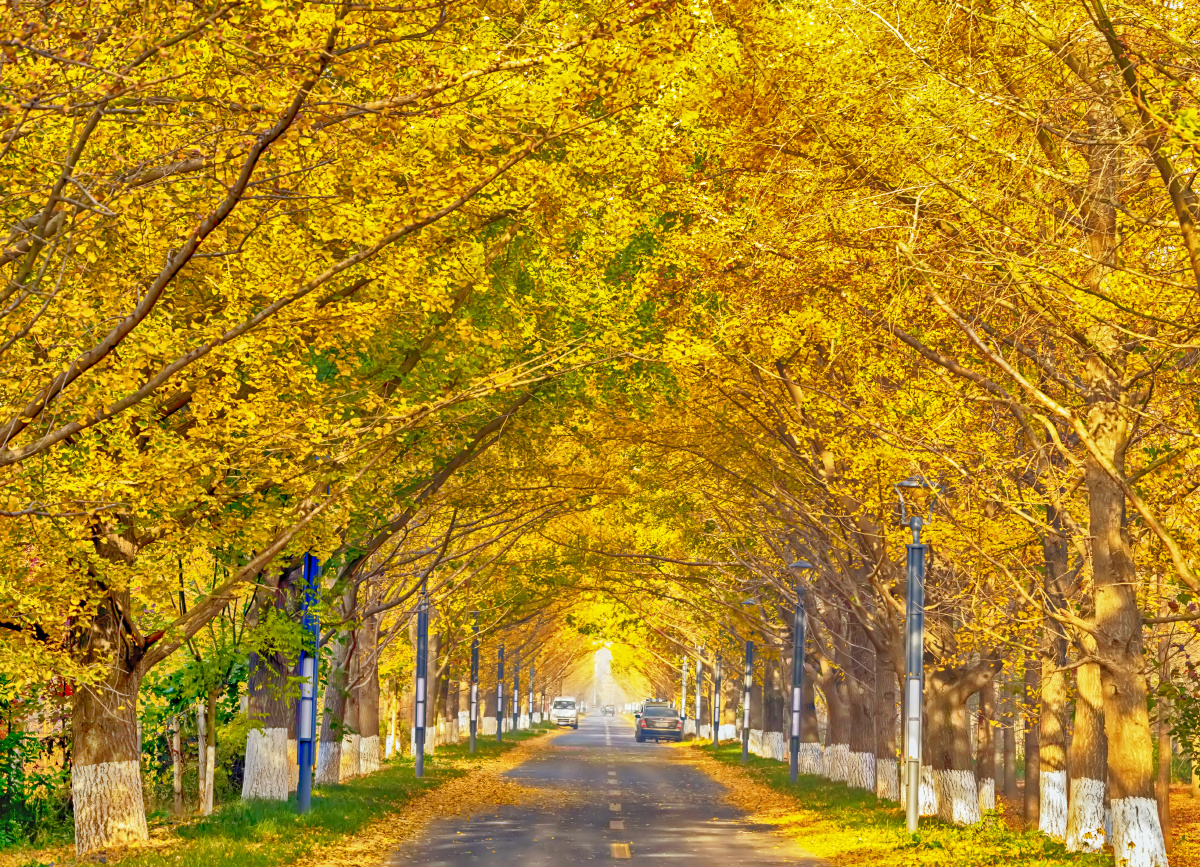 临沂郯城出现一条金光大道成为摄影爱好者争相拍摄的地方