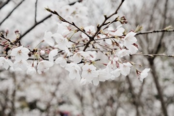 fullsizeoutput_4b3