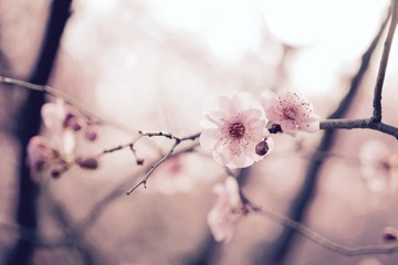 fullsizeoutput_2e9