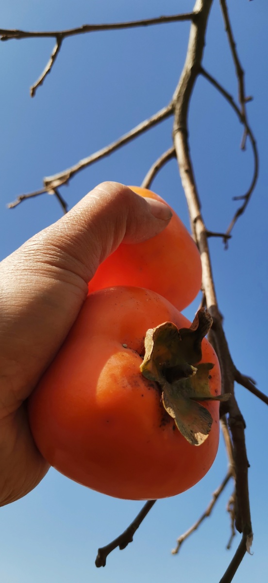 手可盈握的柿子在阳光普照下,红得有些透亮!