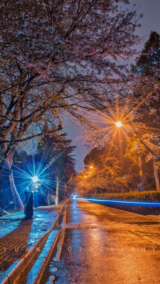 2021年武汉大学樱花大道雨夜拍摄