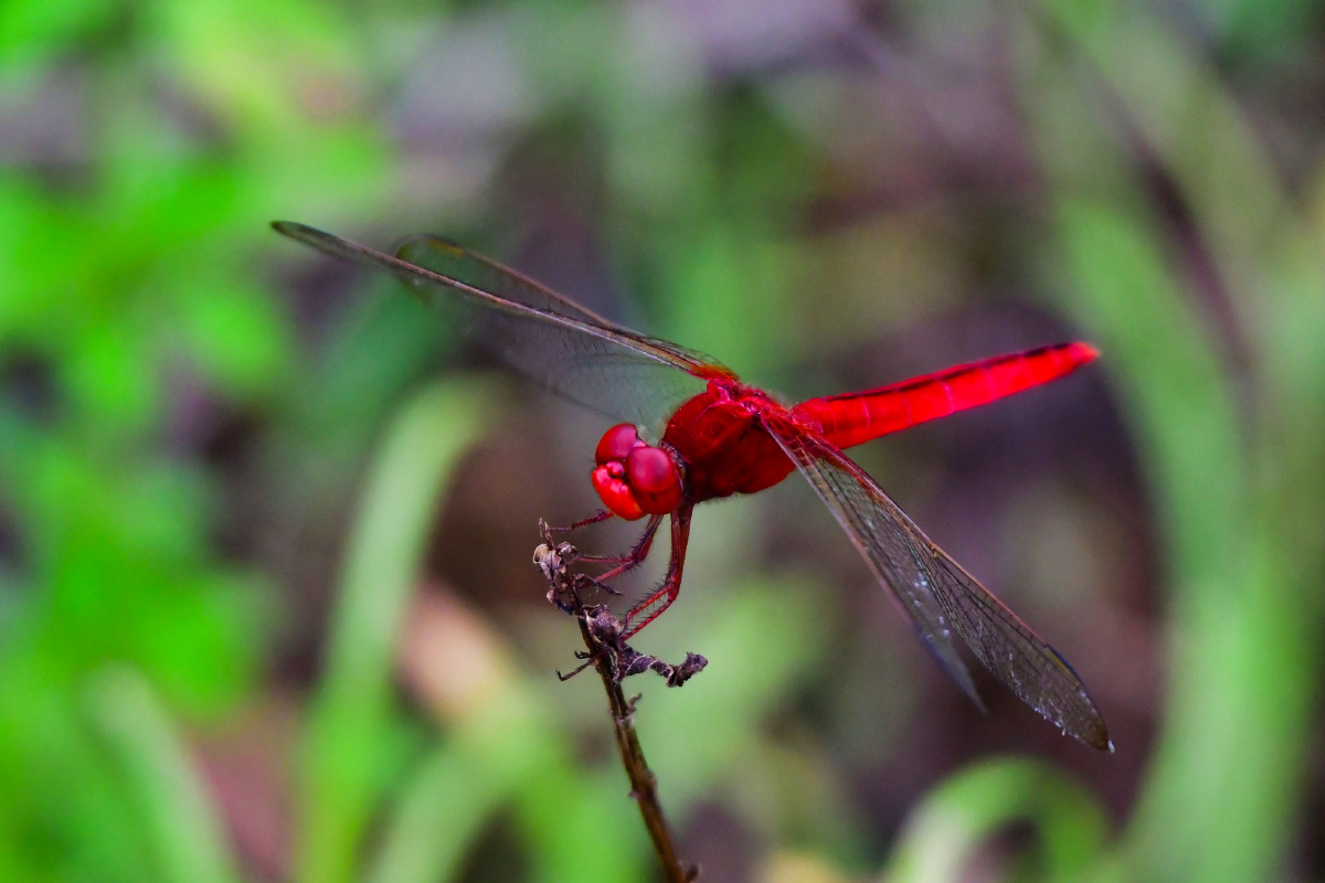 猩红蜻蜓