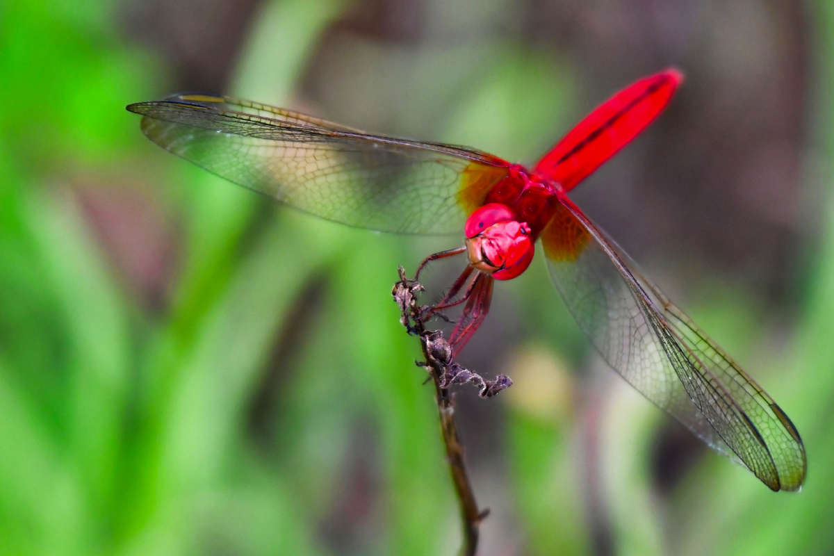 猩红蜻蜓