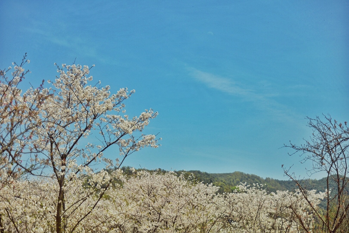 绍兴 宛委山樱花之路
