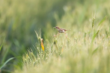 _65K0577-1 - 