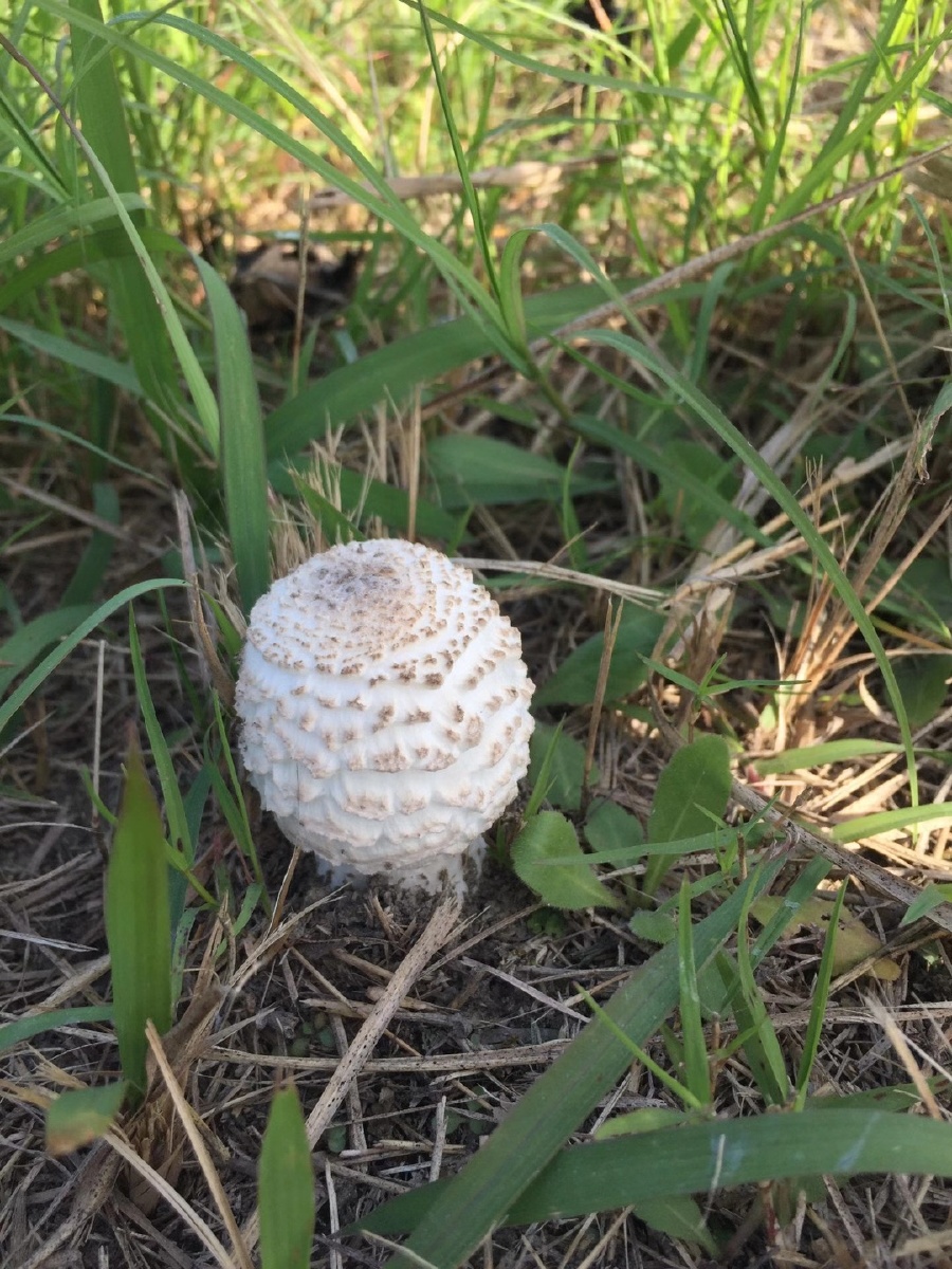 图晒单分享#草坪蘑菰接地植物毒菌牛肝菌属食用季节特写人像您的打赏